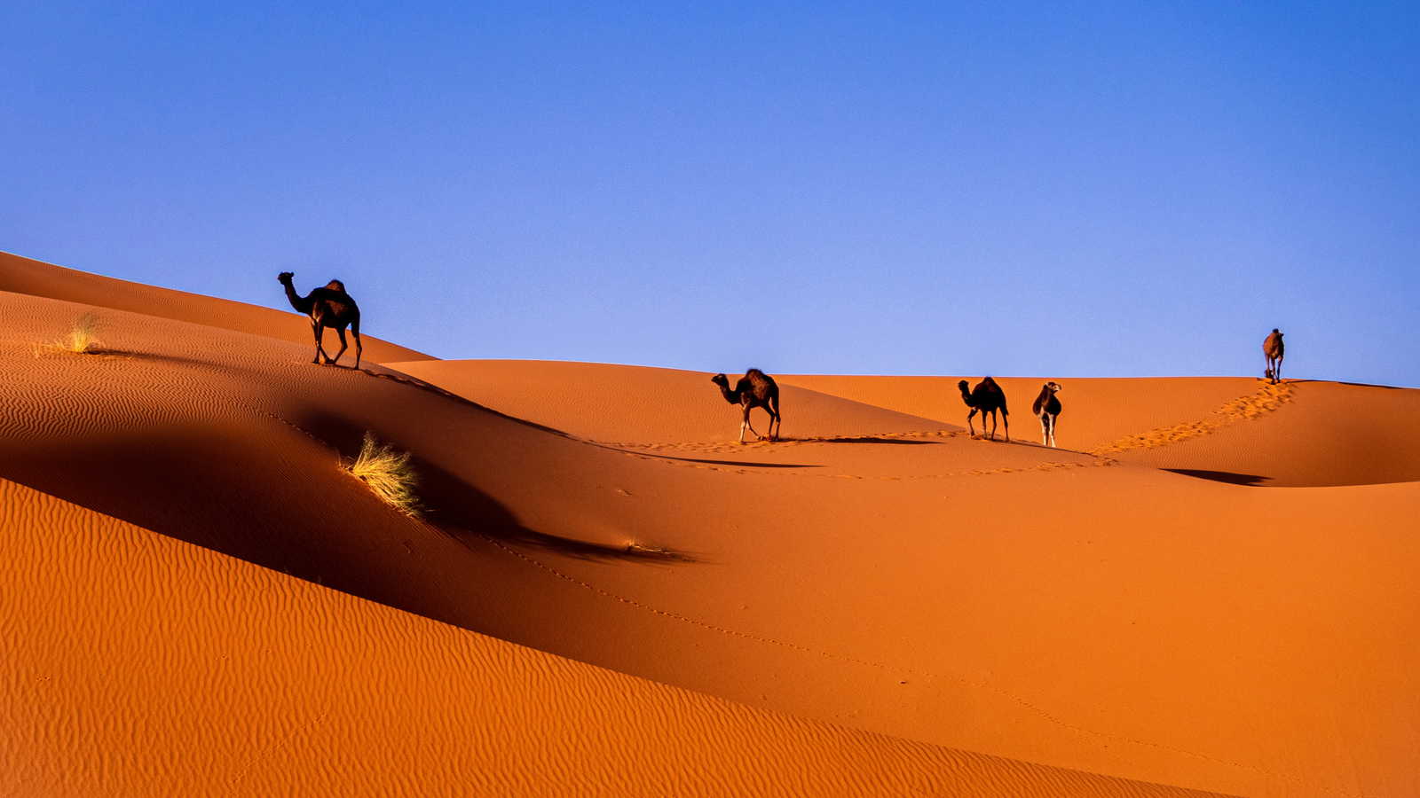 Sahara Occidentale landscape