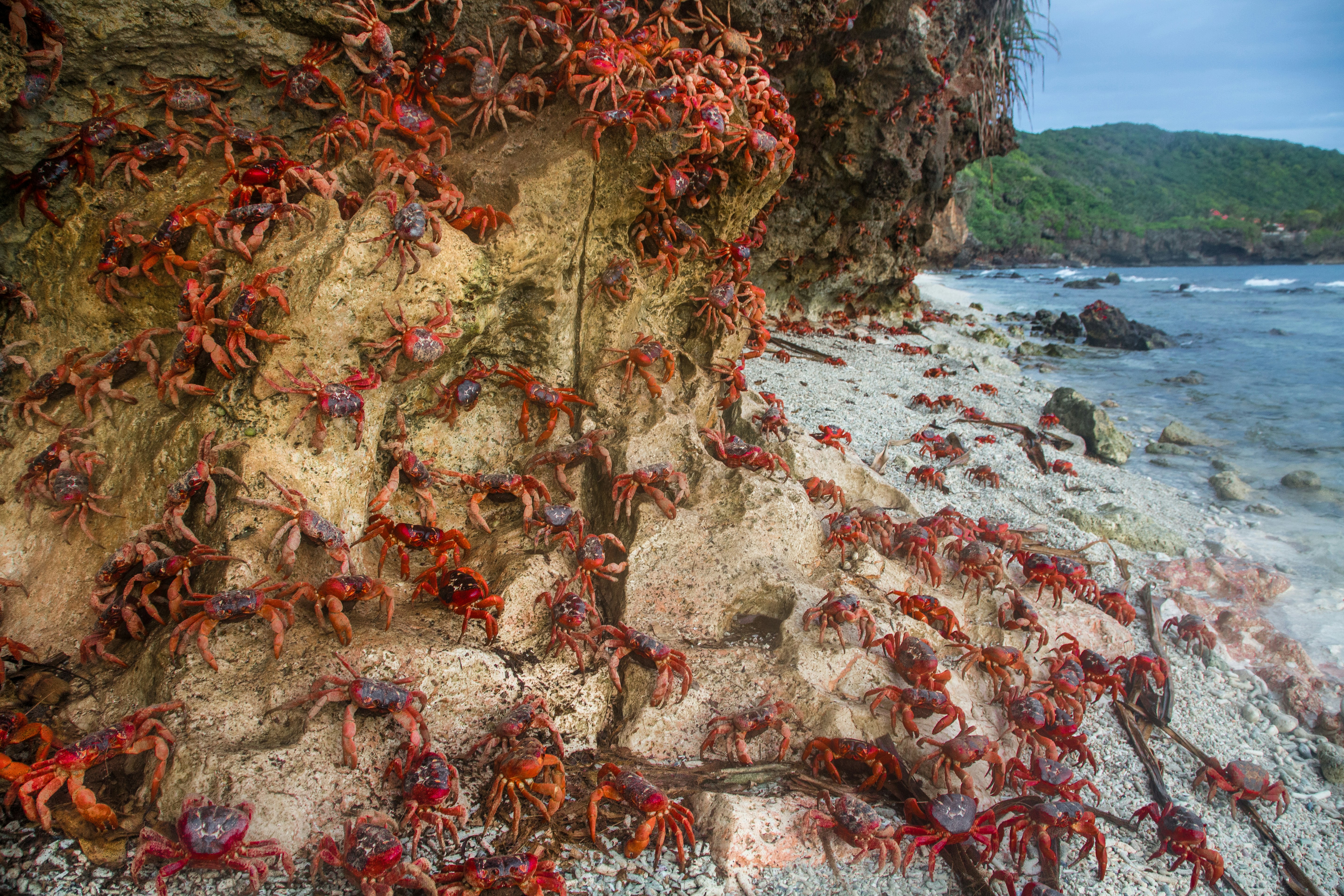 Christmas Island landscape